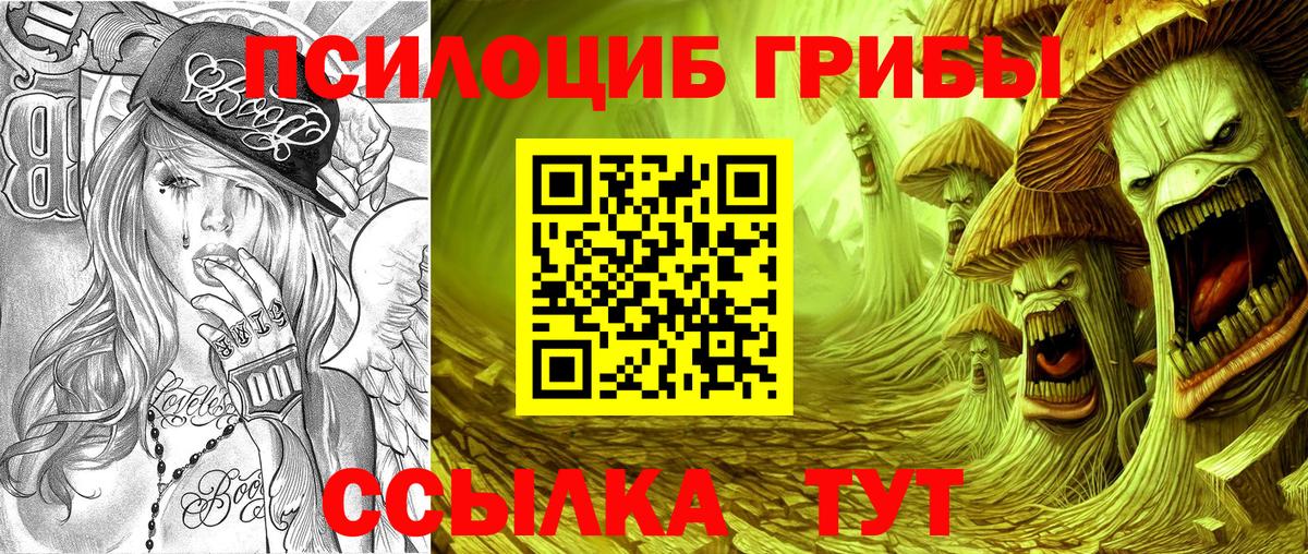 Псилоцибиновые грибы Psilocybe Вязники
